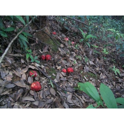 阿勒泰红栓菌，回收价2300一斤