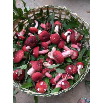 鞍山红栓菌，回收价2300一斤  湖北随县：小香菇托起致富梦