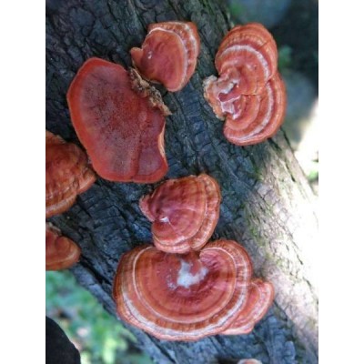 高邮红栓菌，回收价2300一斤  “蘑菇饭碗”