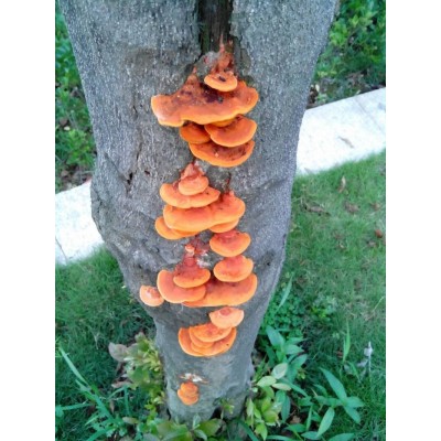 芜湖红栓菌，回收价2300一斤  七星关区天麻产销两旺
