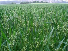 吉林燕麦代耕种-王冉农业公司农田代耕种燕麦种植