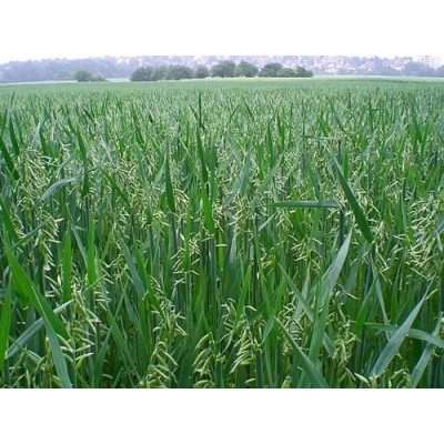 吉林燕麦代耕种-王冉农业公司农田代耕种燕麦种植