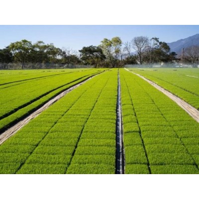 广东小麦代收割~王冉农业公司种植物代栽培代育秧