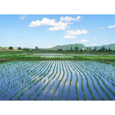 北京燕麦代插秧|王冉农业公司种植物代栽培代插秧